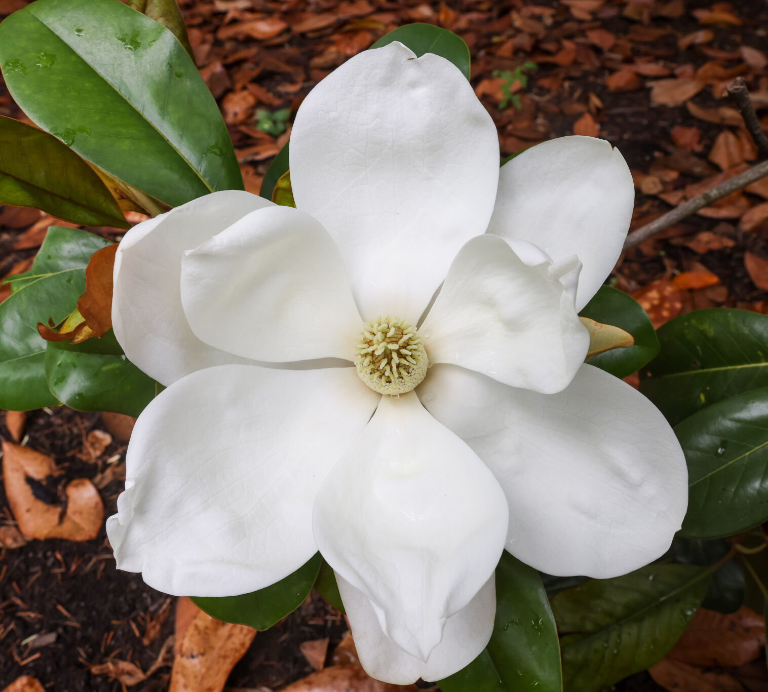 061021-cdp-news-magnolia697.JPG